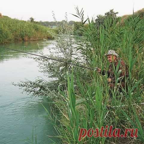 За белым амуром с поплавком 



То, что белый амур поедает водную растительность, — это понятно, и то, что за сутки он может съесть количество корма, превышающее собственную массу, тоже известно. За такой аппетит его и прозвали …