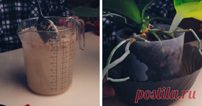 Эта лучшая подкормка для орхидей есть у каждой хозяйки на кухне ...