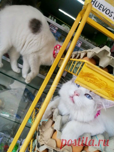 Bodega Cats (@Bodegacats_) / Twitter