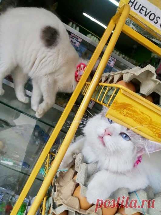 Bodega Cats (@Bodegacats_) / Twitter