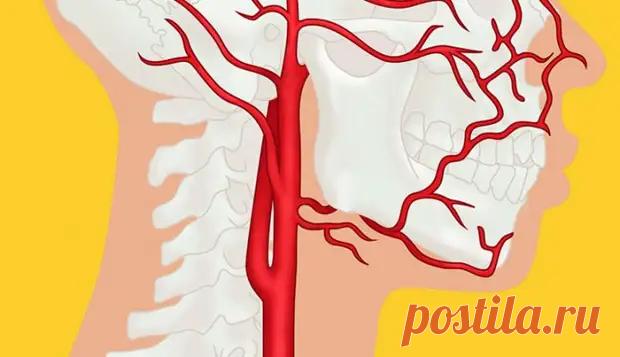 Профессор Огулов: почему возникают инсульт, инфаркт, варикоз, гипертония и гипотония - ПолонСил.ру - социальная сеть здоровья - 7 ноября - 43849881087 - Медиаплатформа МирТесен