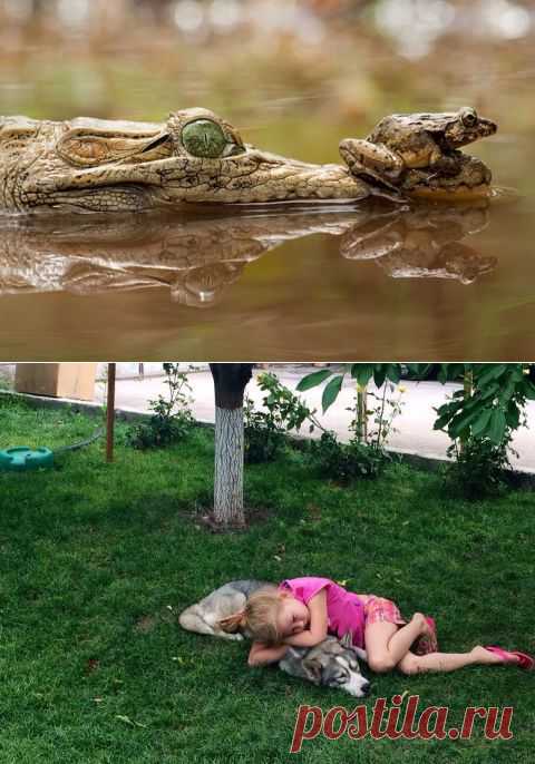 Лягушка верхом на крокодиле | Уши, лапы, хвост