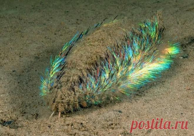 Никогда не угадаете, кто это. Фанат Элвиса, живущий на глубине четыре тысячи метров | Планетяне | Дзен