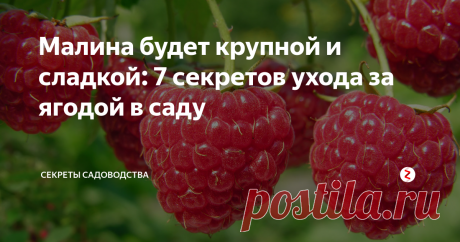Малина будет крупной и сладкой: 7 секретов ухода за ягодой в саду Хотите каждый год выращивать большой и вкусный урожай малины? Обратите внимание на 7 рекомендаций. Всё просто: они основаны на естественных потребностей малины как садовой культуры. Вам остаётся только использовать информацию на своём приусадебном участке на даче, огороде или у дома!
Отменная малина (фото — frukti-yagodi.ru)
1. Малина плохо растёт в тени. Для её посадки выбирайте открытые участки