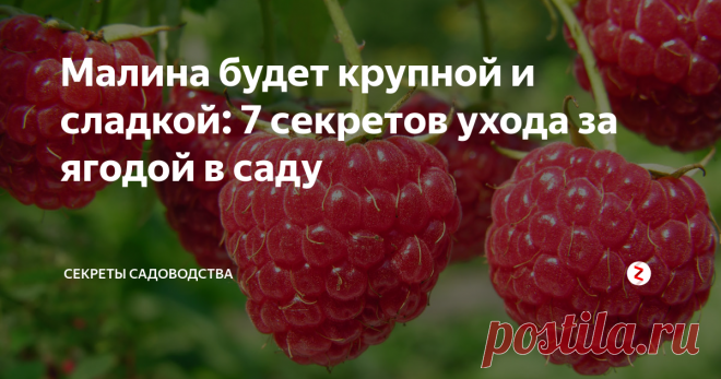 Малина будет крупной и сладкой: 7 секретов ухода за ягодой в саду Хотите каждый год выращивать большой и вкусный урожай малины? Обратите внимание на 7 рекомендаций. Всё просто: они основаны на естественных потребностей малины как садовой культуры. Вам остаётся только использовать информацию на своём приусадебном участке на даче, огороде или у дома!
Отменная малина (фото — frukti-yagodi.ru)
1. Малина плохо растёт в тени. Для её посадки выбирайте открытые участки