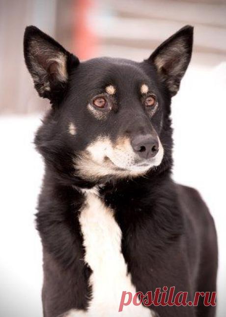 &quot;Помощь Братьям Нашим Меньшим&quot; (Екатеринбург)