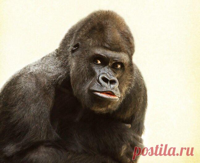 Почему гориллы настолько сильнее, чем даже тяжелоатлеты элитного уровня? Ведь гориллы не тренируются и больше едят и спят
Приветствую, Вы на канале Wolf Fit! Однажды на тренировке новичок мне задал вопрос: почему горилла сильнее даже самого сильного тяжеловеса? Кое-что я знал, но в подробностях все-таки пришлось как следует покопаться. Теперь докладываю все досконально! Мутация и мощные челюсти У...
Читай дальше на сайте. Жми подробнее ➡