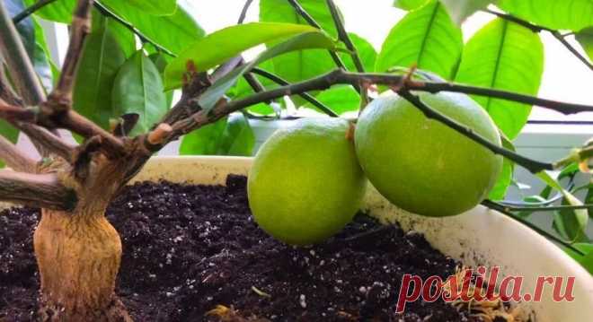 Цитрусовые растения в зимний и весенний период. Что нужно об этом знать