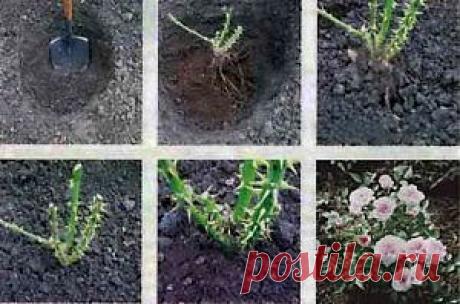 Покупка и посадка розы, вопросы — ответы | Дача - впрок