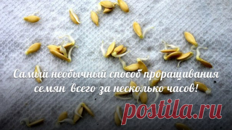 Оригинальный способ проращивания семян
