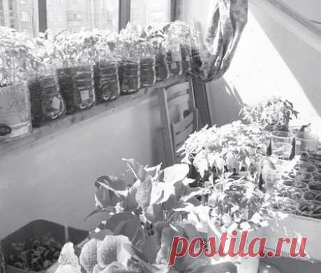 Одноклассники