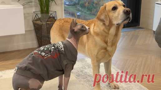 Deni _Mani | У кого лучше получается?😁 | Дзен