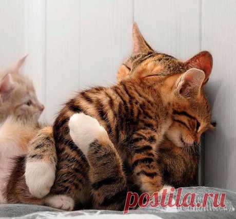 25 кошачьих обьятий | Дай лапку