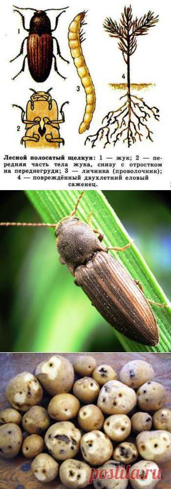 Как бороться с проволочником в органическом земледелии !!!