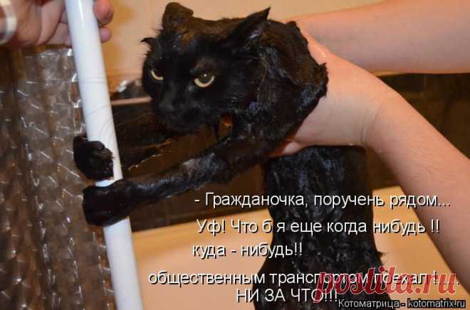 Котоматрица: - Гражданочка, поручень рядом... общественным транспортом поехал !..... Уф! Что