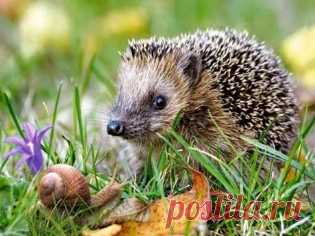 Интересные факты о ежах
