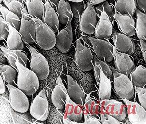 Для нас хрен — приправа, а для лямблий — отрава | Друг пенсионера