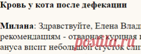 Кровь у кота после дефекации