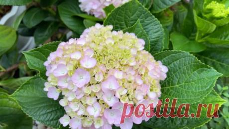 Отличное укоренение гортензии / Домоседы
