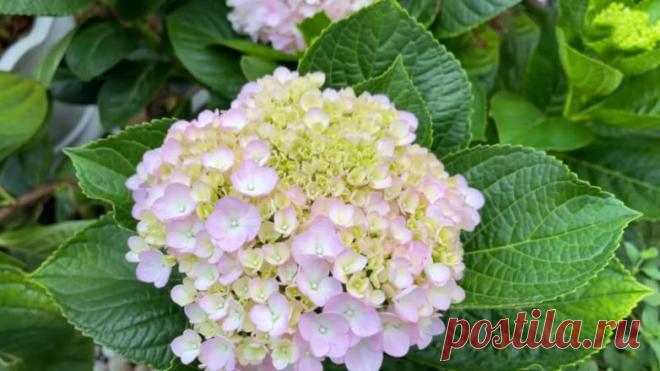 Отличное укоренение гортензии / Домоседы