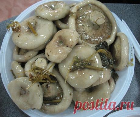 Грибы | Записи в рубрике Грибы | Желнов Александр