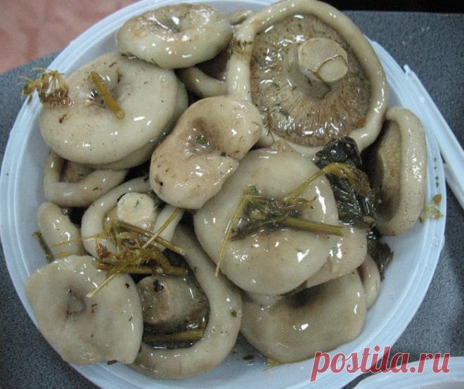 Грибы | Записи в рубрике Грибы | Желнов Александр