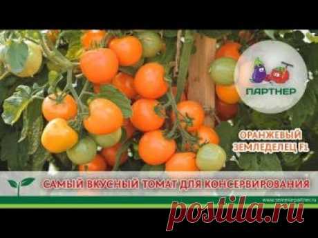 САМЫЙ ВКУСНЫЙ ТОМАТ ДЛЯ КОНСЕРВИРОВАНИЯ. ОРАНЖЕВЫЙ ЗЕМЛЕДЕЛЕЦ F1