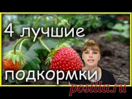 Не опоздай с подкормкой КЛУБНИКИ! 4 ЛУЧШИХ удобрения для КЛУБНИКИ!