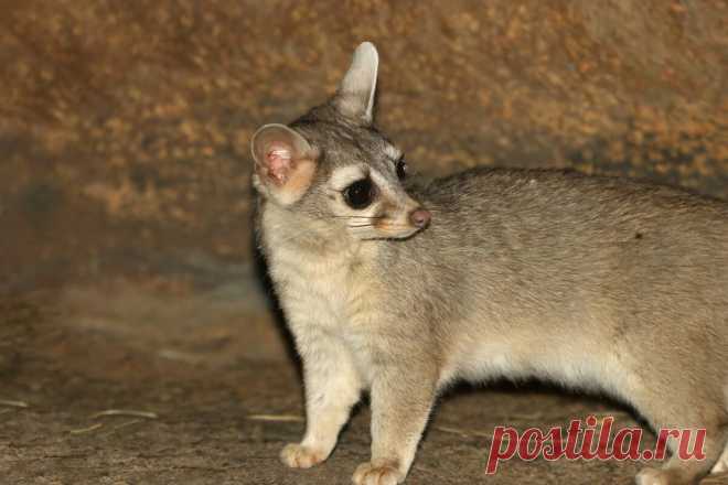 Как живут какомицли: 6 интересных фактов о кошачьих енотах | Приключения натуралиста | Яндекс Дзен