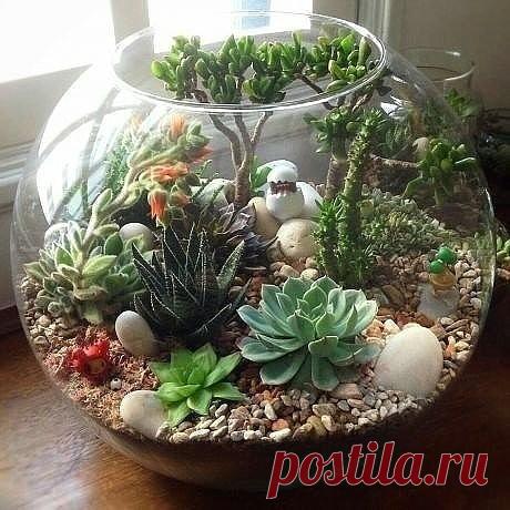 Садик из суккулентов. Как Вам такая идея?