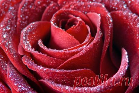 Sugar Rose