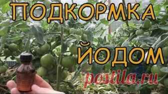 Как УСКОРИТЬ созревание ТОМАТОВ. ПОДКОРМКА ЙОДОМ
