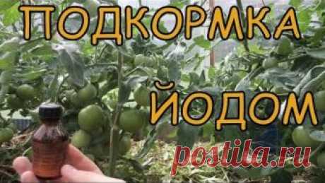 Как УСКОРИТЬ созревание ТОМАТОВ. ПОДКОРМКА ЙОДОМ