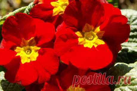 Primula ‘Crescendo Bright Red’ – Примула «Крещендо Брайт Ред» | sadko.by