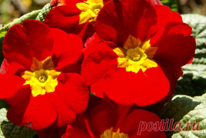 Primula ‘Crescendo Bright Red’ – Примула «Крещендо Брайт Ред» | sadko.by