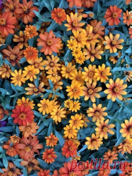 Самые невероятные растения планеты