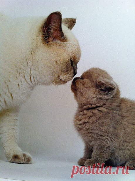 Litter Size of British Shorthair Cats | Annie Many