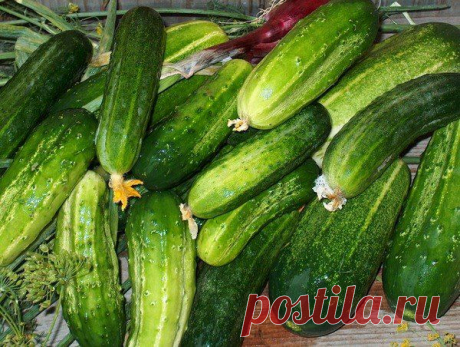 Новости огурчики; как продлить плодоношение