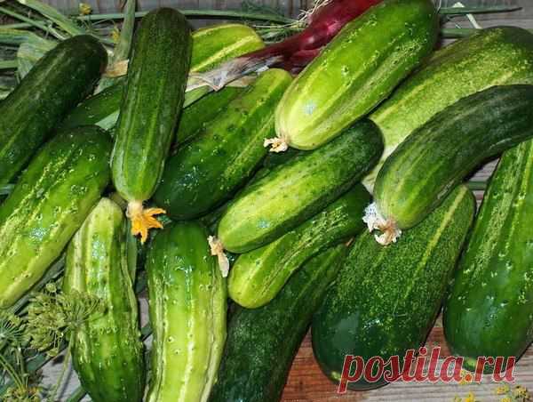 Новости огурчики; как продлить плодоношение