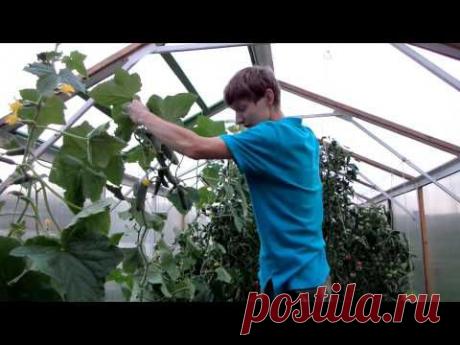 Выращивание ОГУРЦОВ в ТЕПЛИЦЕ. Как МАКСИМАЛЬНО продлить плодоношение ОГУРЦОВ. ОМОЛОЖЕНИЕ плетей
