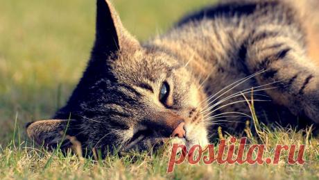 Приложение &quot;Открытки&quot;
Алёна Байдалинова