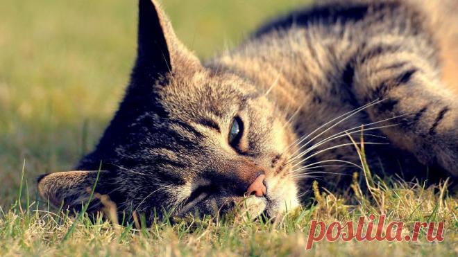 Приложение "Открытки"
Алёна Байдалинова