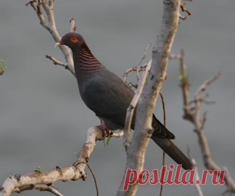 Сем. Голубиные (Columbidae)
Красношейный голубь (Columba squamosa)