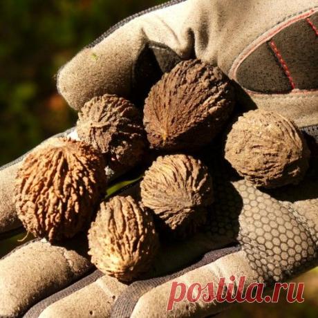 Маньчжурский орех на дачном участке