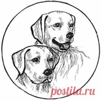 ХПН Хочу дать несколько советов из собственного опыта всем тем, кто столкнулся с ХПН у собаки или кошки. Эта информация нам очень помогла бы, если бы стала известна в то время, когда мы только столкнулись с этим диагнозом у нашего пса.ХПН – тяжелейшее заболевание, но шанс комфортно и долго жить с ней...