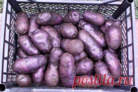 Цвет здоровья — фиолетовый: 9 продуктов сиреневого колера, которые «работают» лучше аптечных витаминов — Для ДРУЗЕЙ