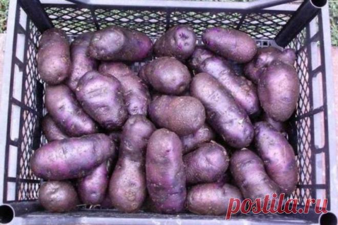 Цвет здоровья — фиолетовый: 9 продуктов сиреневого колера, которые «работают» лучше аптечных витаминов — Для ДРУЗЕЙ