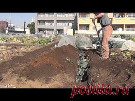 ВЫРАЩИВАНИЕ ОВОЩЕЙ НА МАЛЫХ ПЛОЩАДЯХ. ЯПОНИЯ.. 2 часть