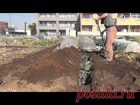 ВЫРАЩИВАНИЕ ОВОЩЕЙ НА МАЛЫХ ПЛОЩАДЯХ. ЯПОНИЯ.. 2 часть