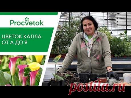 Вырастить КАЛЛУ легко! Секреты ухода за каллой в саду и дома